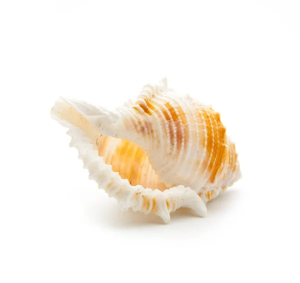 Concha marina aislada en blanco — Foto de Stock