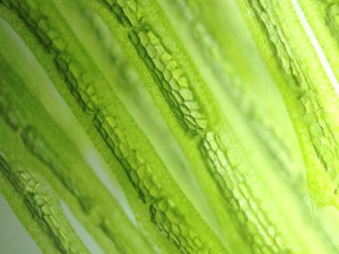 Yakınlaştırma mikroorganizma yosun hücre