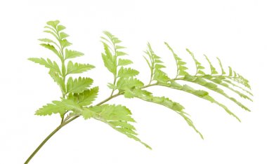 Eğreltiotu beyaz arkaplanda izole