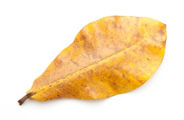 Kuru yaprak closeup izole