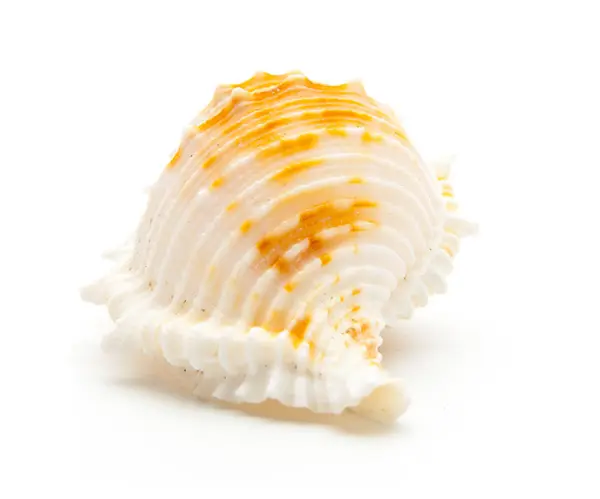 白に隔離された貝殻は — ストック写真