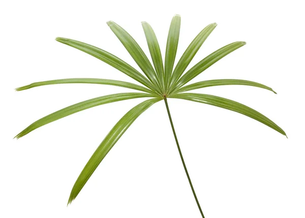 Folhas verdes de palmeira isoladas em branco — Fotografia de Stock