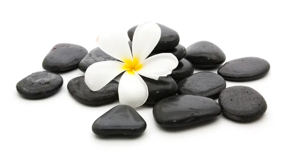 Wellness kameny a krásné plumeria na bílém — Stock fotografie