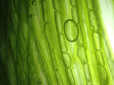 güzel zoom mikroorganizma yosun hücre