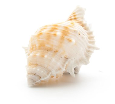 deniz kabuğu beyaz üzerine izole