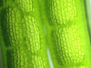 Yakınlaştırma mikroorganizma yosun hücre