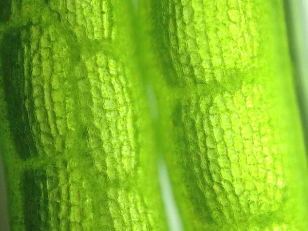 Yakınlaştırma mikroorganizma yosun hücre