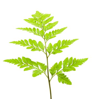 eğreltiotu üzerinde beyaz izole 