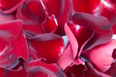 Güzel kırmızı gül yaprakları