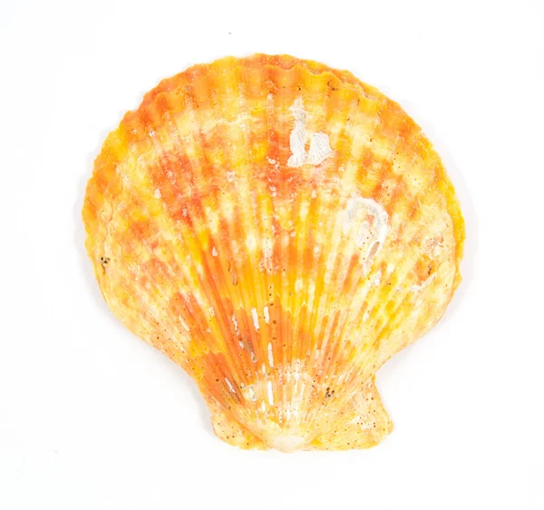 Shell see pectinidae on the white background — Stock Photo, Image