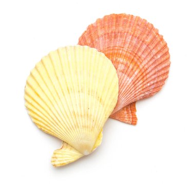 Deniz tarağı yumuşakça kabuğu üzerinde beyaz izole 