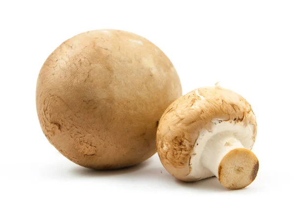 Verse champignons bruin versie geïsoleerd — Stockfoto