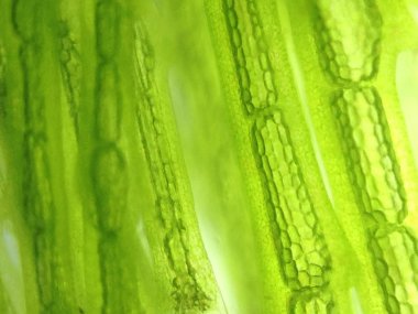 Yakınlaştırma mikroorganizma yosun hücre