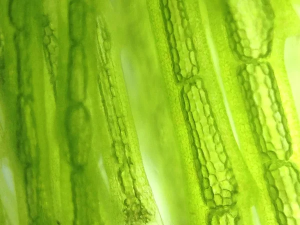 Yakınlaştırma mikroorganizma yosun hücre