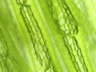 Yakınlaştırma mikroorganizma yosun hücre