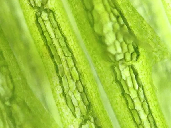 Yakınlaştırma mikroorganizma yosun hücre