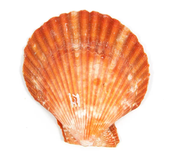 Orange shell see pectinidae on the white — Stock Photo, Image