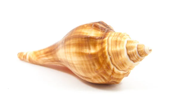 Seashell in close-up isolated — Stock Photo, Image