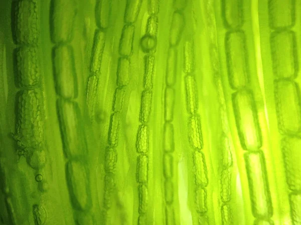 Yakınlaştırma mikroorganizma yosun hücre