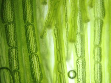 Yakınlaştırma mikroorganizma yosun hücre