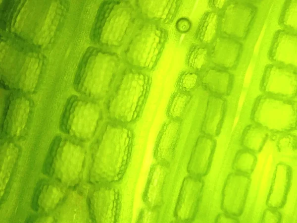 Zoom microorganism algae cell — Stock Photo, Image