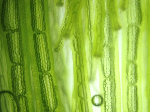 Yakınlaştırma mikroorganizma yosun hücre