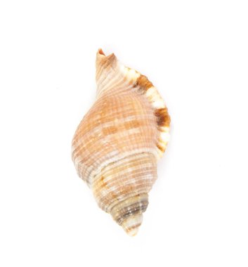 Seashell izole yakın çekim 