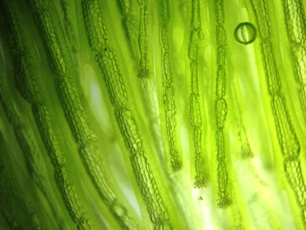 Yakınlaştırma mikroorganizma yosun hücre