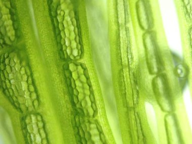 güzel zoom mikroorganizma yosun hücre