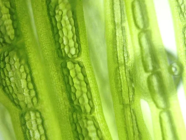 güzel zoom mikroorganizma yosun hücre