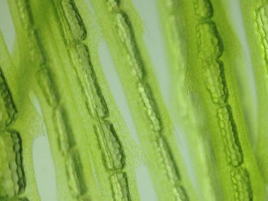 Yakınlaştırma mikroorganizma yosun hücre