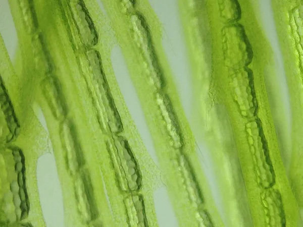 Yakınlaştırma mikroorganizma yosun hücre