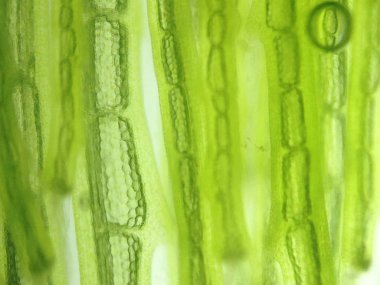 Yakınlaştırma mikroorganizma yosun hücre