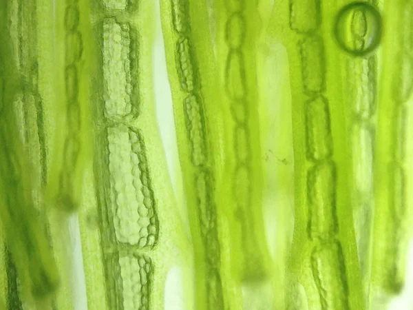 Zoom mikroorganismus řasy buňky — Stock fotografie