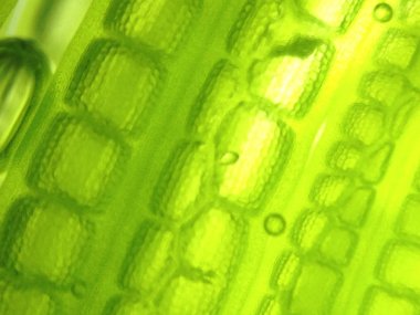 Yakınlaştırma mikroorganizma yosun hücre