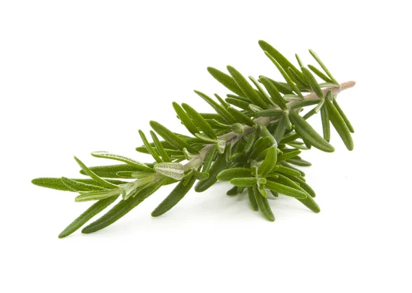 Rosemary isolated on white Stock Picture
