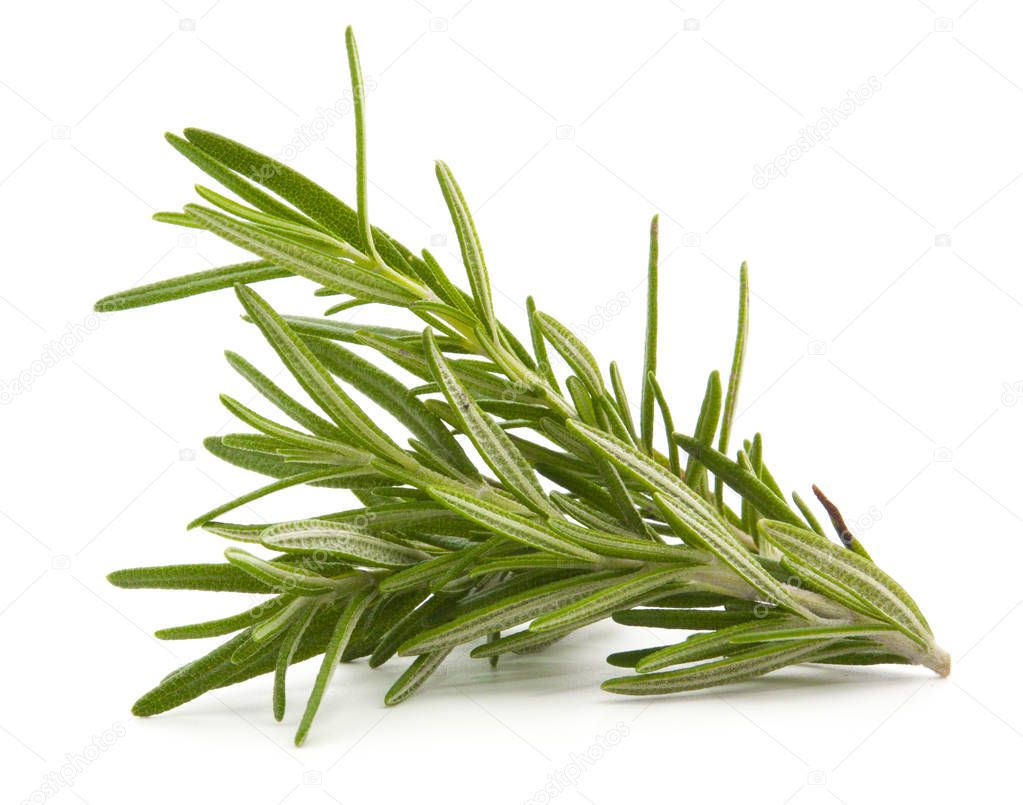 rosemary isolated on white 