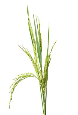 Yeşil spike pirinç göl kenarında