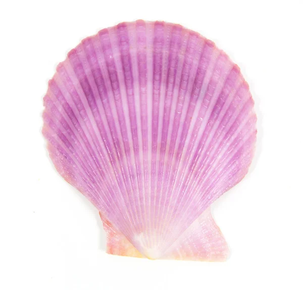 紫色的壳在白色上看到扇贝科 — 图库照片