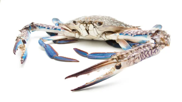 Gros plan crabe bleu isolé sur blanc — Photo