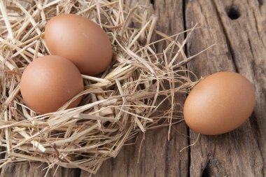 eski ahşap saman yuvadaki yumurta 