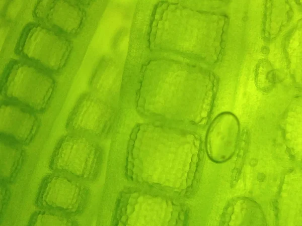 Zoom microorganism algae cell — Stock Photo, Image