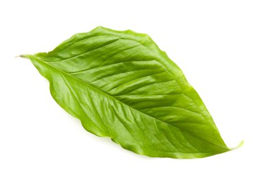 beyaz arkaplanda yeşil yapraklar