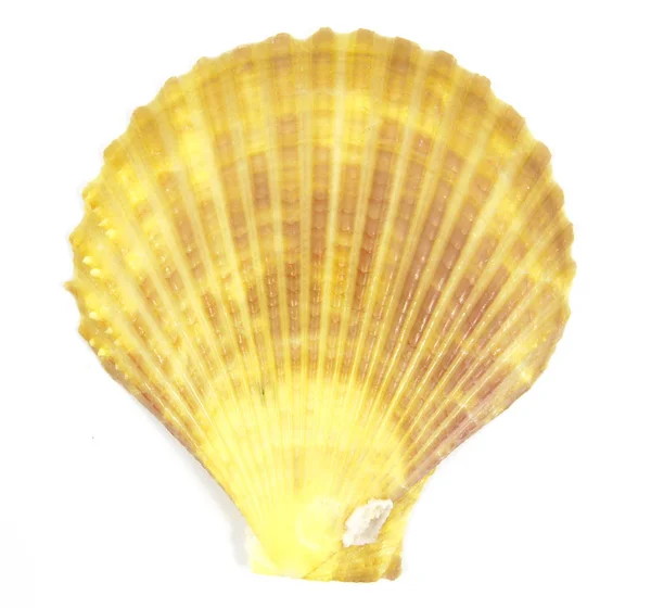 Yellow shell see pectinidae on the white — Stock Photo, Image