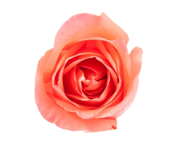 On top pink rose — Stock Photo, Image