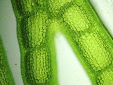 Yakınlaştırma mikroorganizma yosun hücre