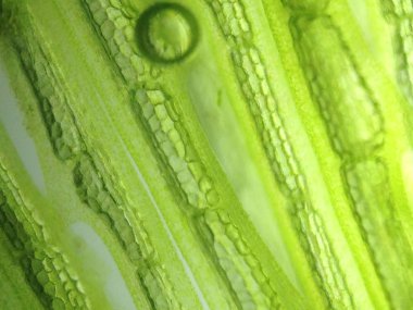 Yakınlaştırma mikroorganizma yosun hücre