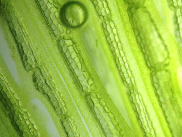 Yakınlaştırma mikroorganizma yosun hücre