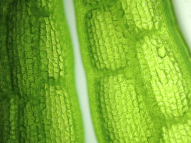 Yakınlaştırma mikroorganizma yosun hücre