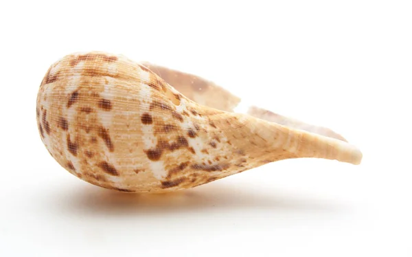 Collection sea shell isolated on white — Stock Photo, Image